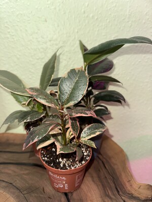 Фото №1 class=