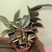 Набір фікусів з 3х штук