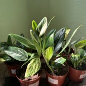Монстера Стандлейана варієнатна (Monstera N&S Standleyana variegated)