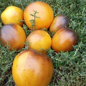 томат з антоціаном Сержант Пеппер жовтий, 15 насінин