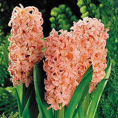 Гіацинт садовий Gipsy Queen -1 шт