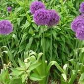 Цибулини Алліум Purple Sensation (5 шт)