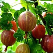 Саджанець аґрусу "без шипів".