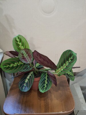 Фото №1 class=