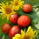 томат Чорниця з антоціаном, 15 насінин