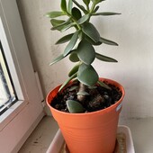 Крассула Грошове дерево, без горщика.