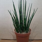 Сансевиерия Цилиндрика