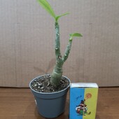 Адениум. Цветение не знаю.