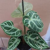 Антуриум «Сильвер Блаш» (Silver Blush)