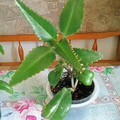 Каланхоэ-«комнатный женьшень» и «хирург без ножа.