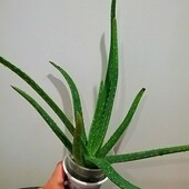 Алоя Вера- «хирург без ножа.