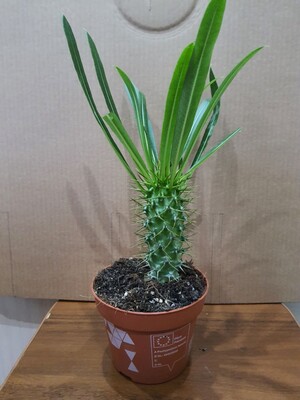 Фото №1 class=