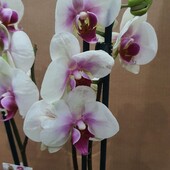 Орхидея фаленопсис. Три цветоноса.
