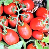 Syngenta, Швейцарія.Томат Умекс F1.Ранній, стійкий до хвороб, низькорослий.