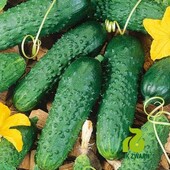 Голландія! Огірок Соната F1. 10 насінин!Rijk Zwaan.