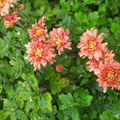 Хризантема