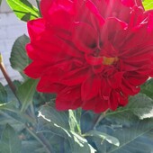 Лот 3бульби