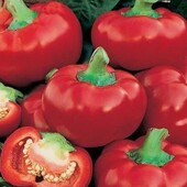 Перець Колобок червоний, 15 насінин