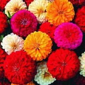 Цинія Каліфорнійські гіганти ( 0,5г). Цвітуть з все літо і до морозов!!!