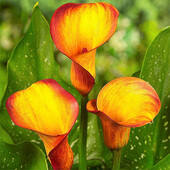 Калла Сun клубень 12/14