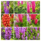 Насіння Люпину багаторічного