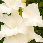 Розпродаж гладіолусів