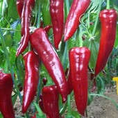 Перець Капі солодкий, 15 насінин