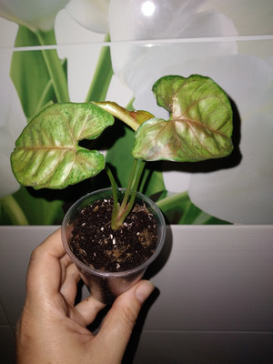 Фото №1 class=