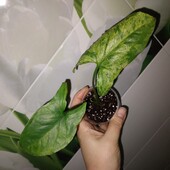 Сингоніум Мохіто