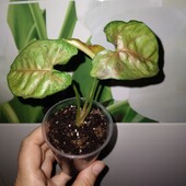 Сингоніум Роксана