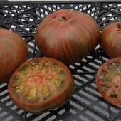 Томат Гарвард Сквер, 15 насінин