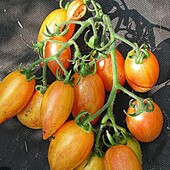 Томат Солодкий крем, 15 насінин