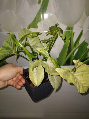 Фото №1 class=