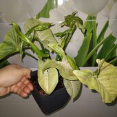 Сингоніум мілк конфеті, гарний кущ