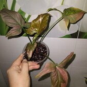 Сингоніум ред спот