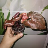 Яскравий сингоніум Арон Браун