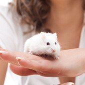 Передержка МеЛкИх домашних животных / Днепр