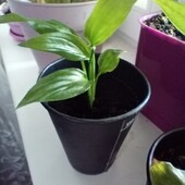 Спатифиллум, спатифиллюм, женское счастье, цветок