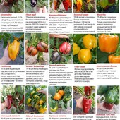 Найкращі сорти солодкого перцю, 15-20 насінин, 1 на вибір