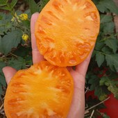 томат Серце Ашхабада, 15 насінин,