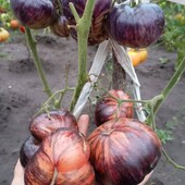 томат Біфштекс Марші, 15 насінин,