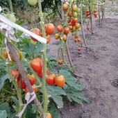 Фото свої.Ідеальний томат Мрія Огородника, 30насінин.Рекомендую