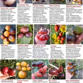 насіння томатів, 10-30 насінин ,в залежності від сорту,