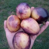 томат Чорнослив у сметані, 10 насінин,