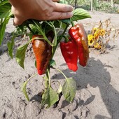 Красень велетень.Соковитий солодкий перець Хрещений Батько, 20 насінин