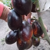 Неймовірний томат Гаргамель Буш, 15 насінин