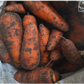 Морква домашня, лот 5 кг