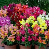 Антирринум( львиный зев) Манжестик. Семена.