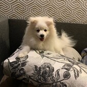 Продається померанський шпіц Річард — ніжне, радісне цуценя 7 місяців