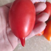 Томат Кібіц (ультраранній)